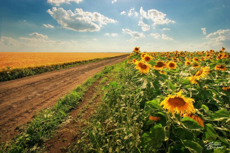 Автобус| Где море поёт, а пузырьки — шепчут сказки